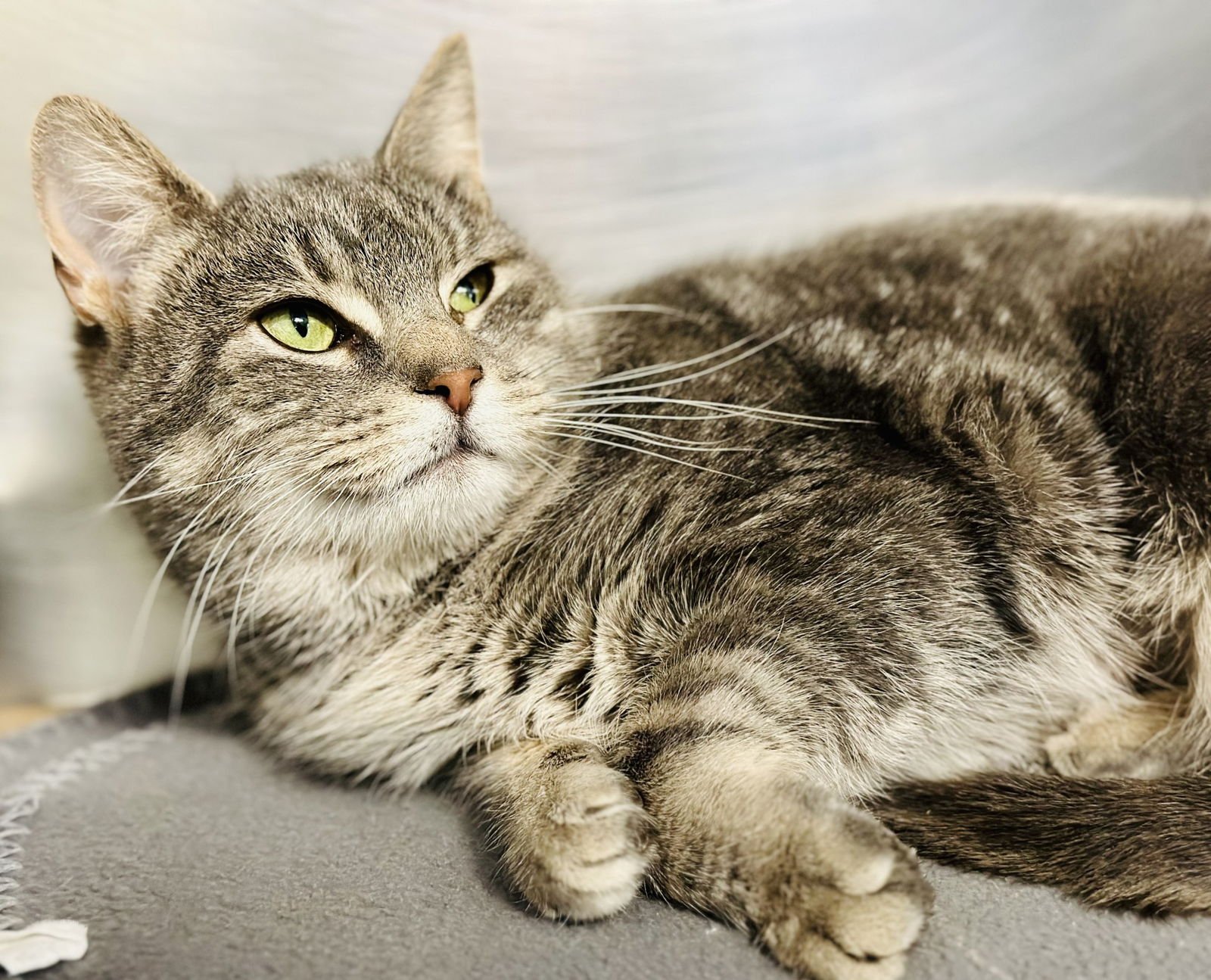 BELLA - Domestic Short Hair available for adoption