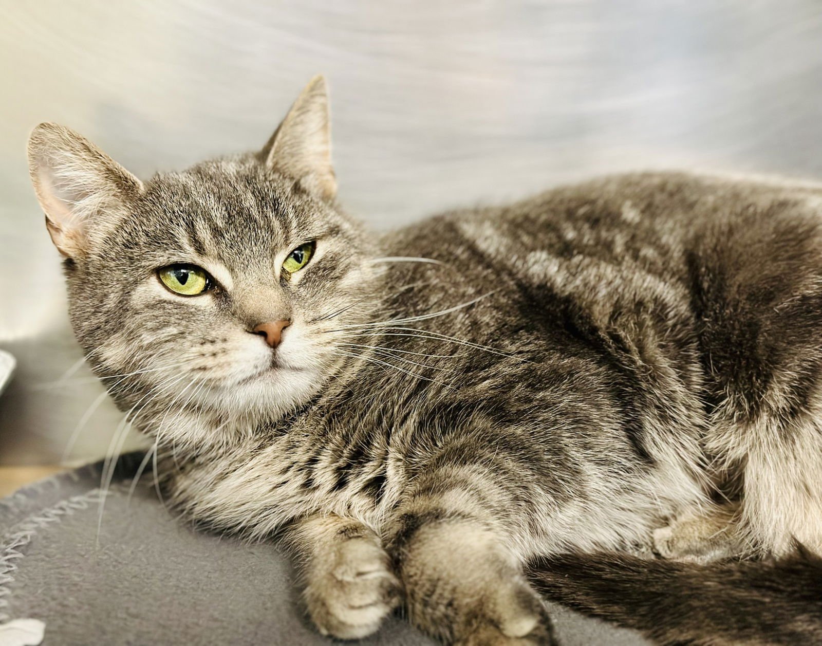 BELLA - Domestic Short Hair available for adoption