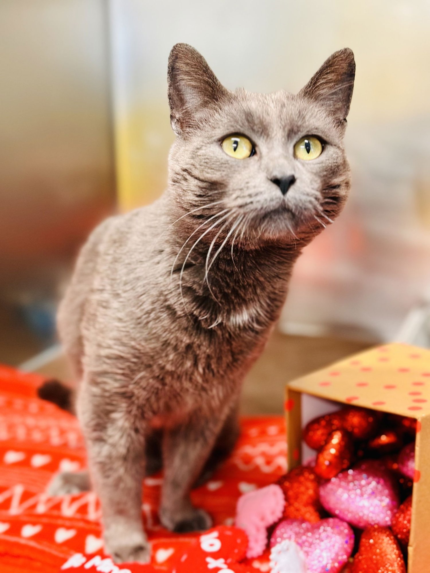 PAWLA - Domestic Short Hair available for adoption