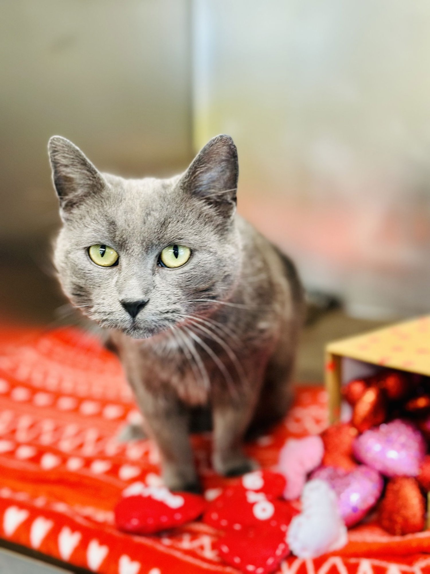 PAWLA - Domestic Short Hair available for adoption