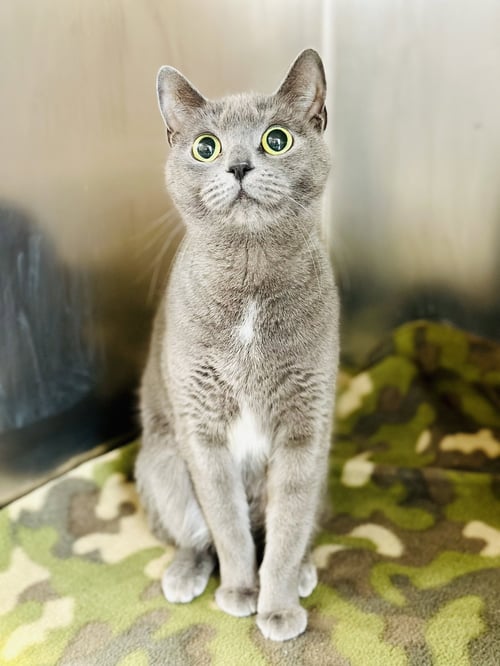 TITI - Domestic Short Hair available for adoption