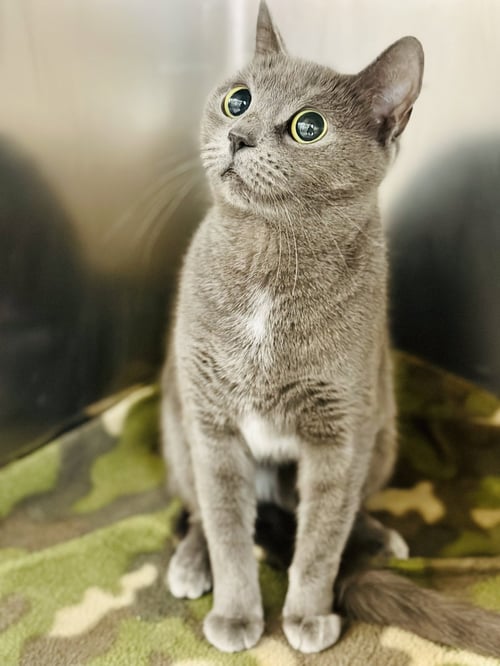 TITI - Domestic Short Hair available for adoption