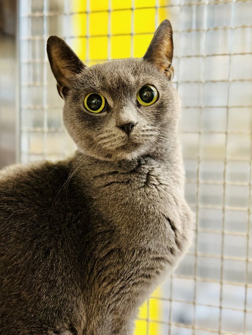 PHOEBE - Domestic Short Hair available for adoption