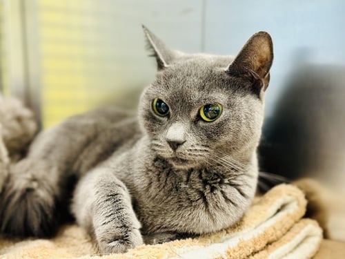 PHOEBE - Domestic Short Hair available for adoption