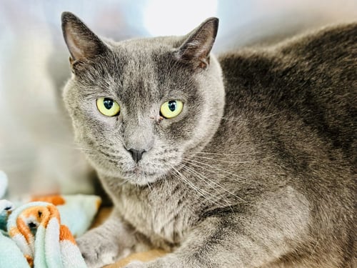LOUIE - Domestic Short Hair available for adoption