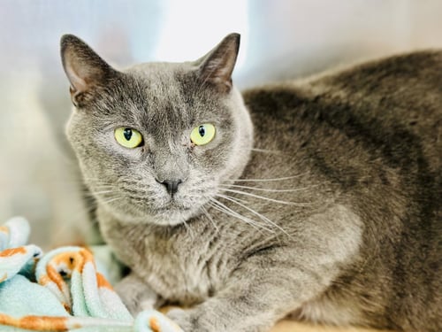 LOUIE - Domestic Short Hair available for adoption