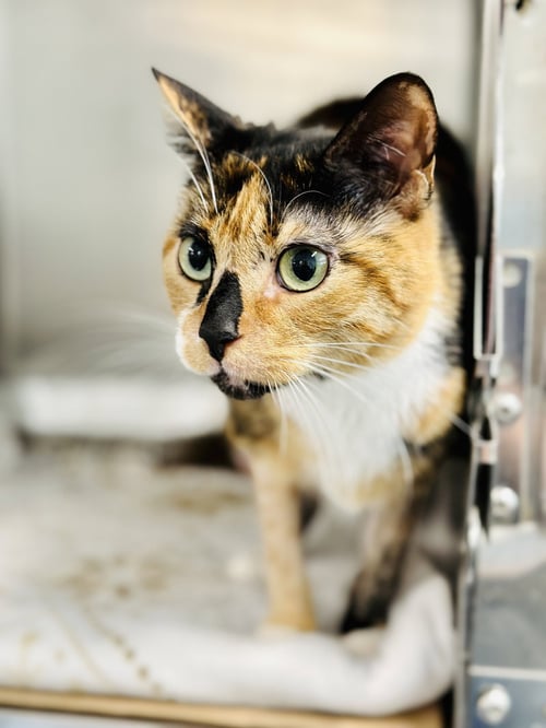 PUZZLE - Domestic Short Hair available for adoption