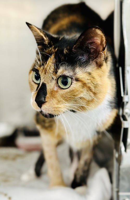 PUZZLE - Domestic Short Hair available for adoption