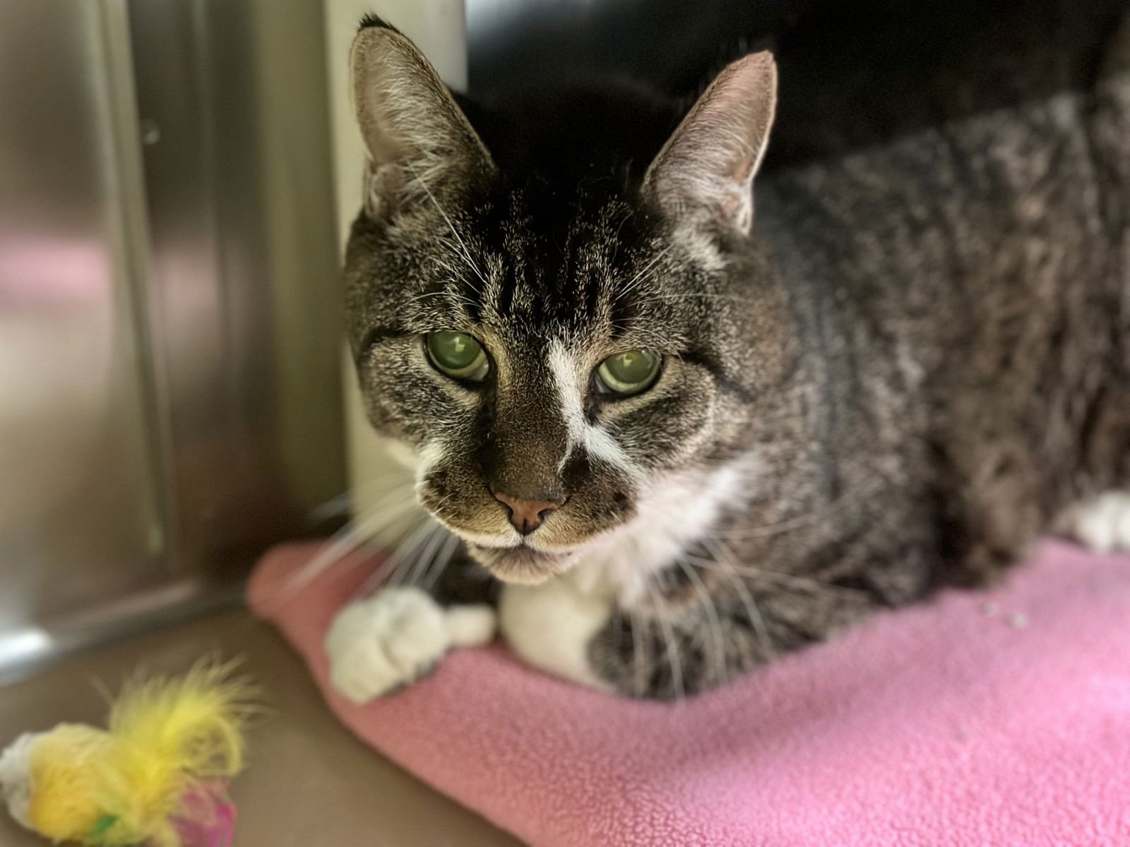 JUNIOR - Domestic Short Hair available for adoption