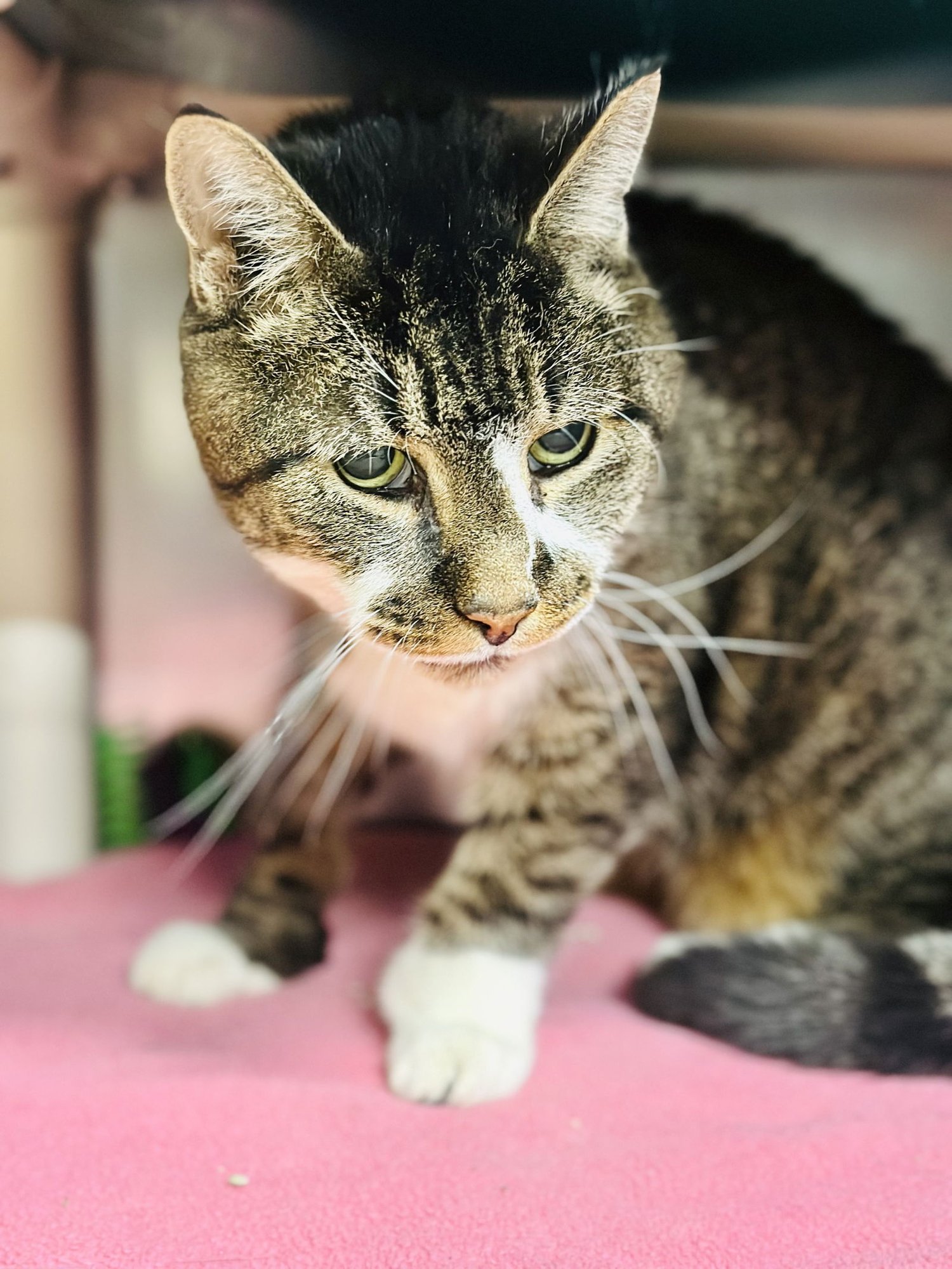 JUNIOR - Domestic Short Hair available for adoption