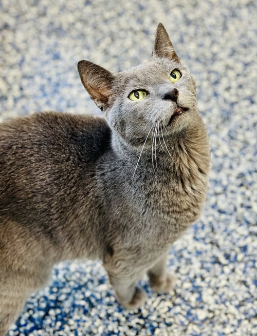 GANDALF - Domestic Short Hair available for adoption