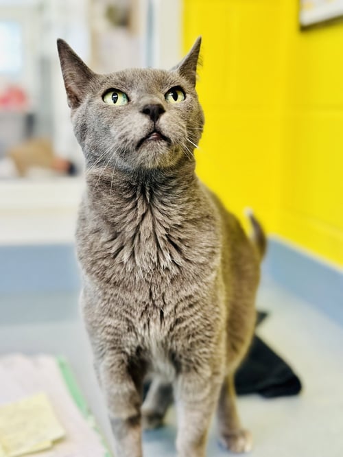 GANDALF - Domestic Short Hair available for adoption