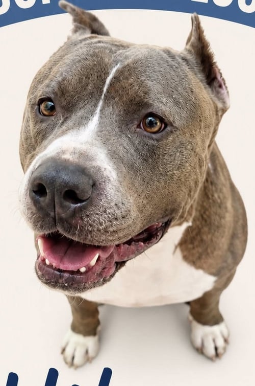 HIKARU - Pit Bull Terrier available for adoption