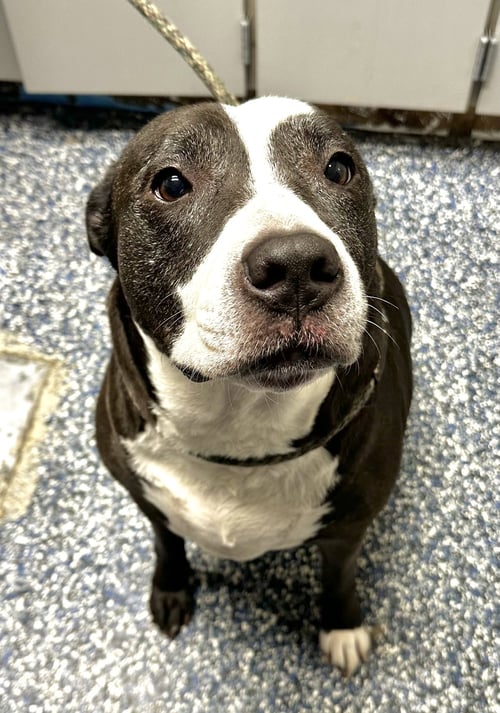 ZENA - Pit Bull Terrier / Labrador Retriever available for adoption