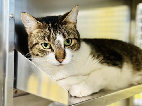 QUEEN BEE - Domestic Short Hair available for adoption