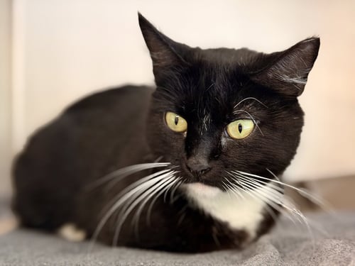 PANDA - Domestic Short Hair available for adoption