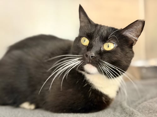 PANDA - Domestic Short Hair available for adoption