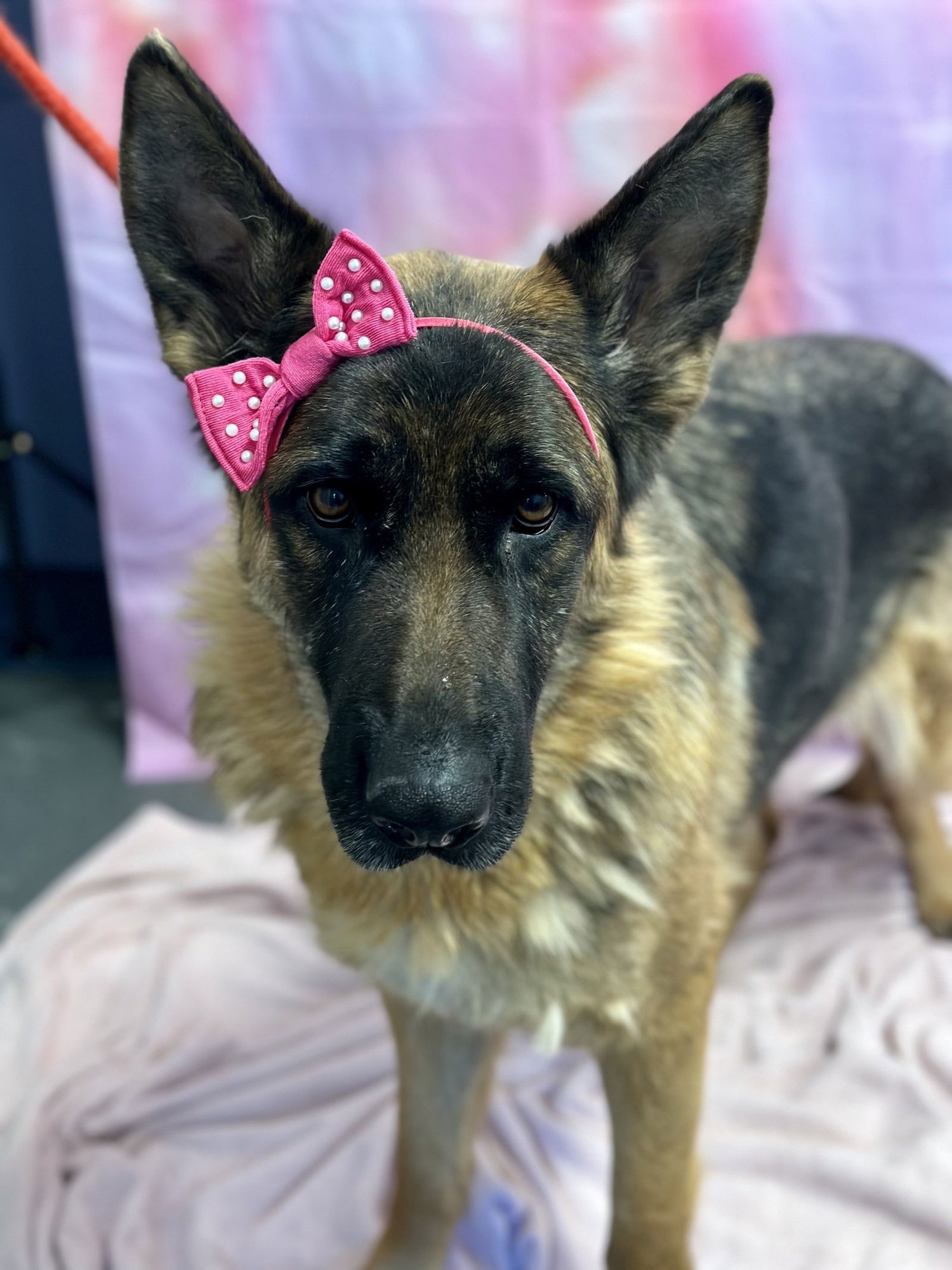 HANNAH - German Shepherd Dog available for adoption