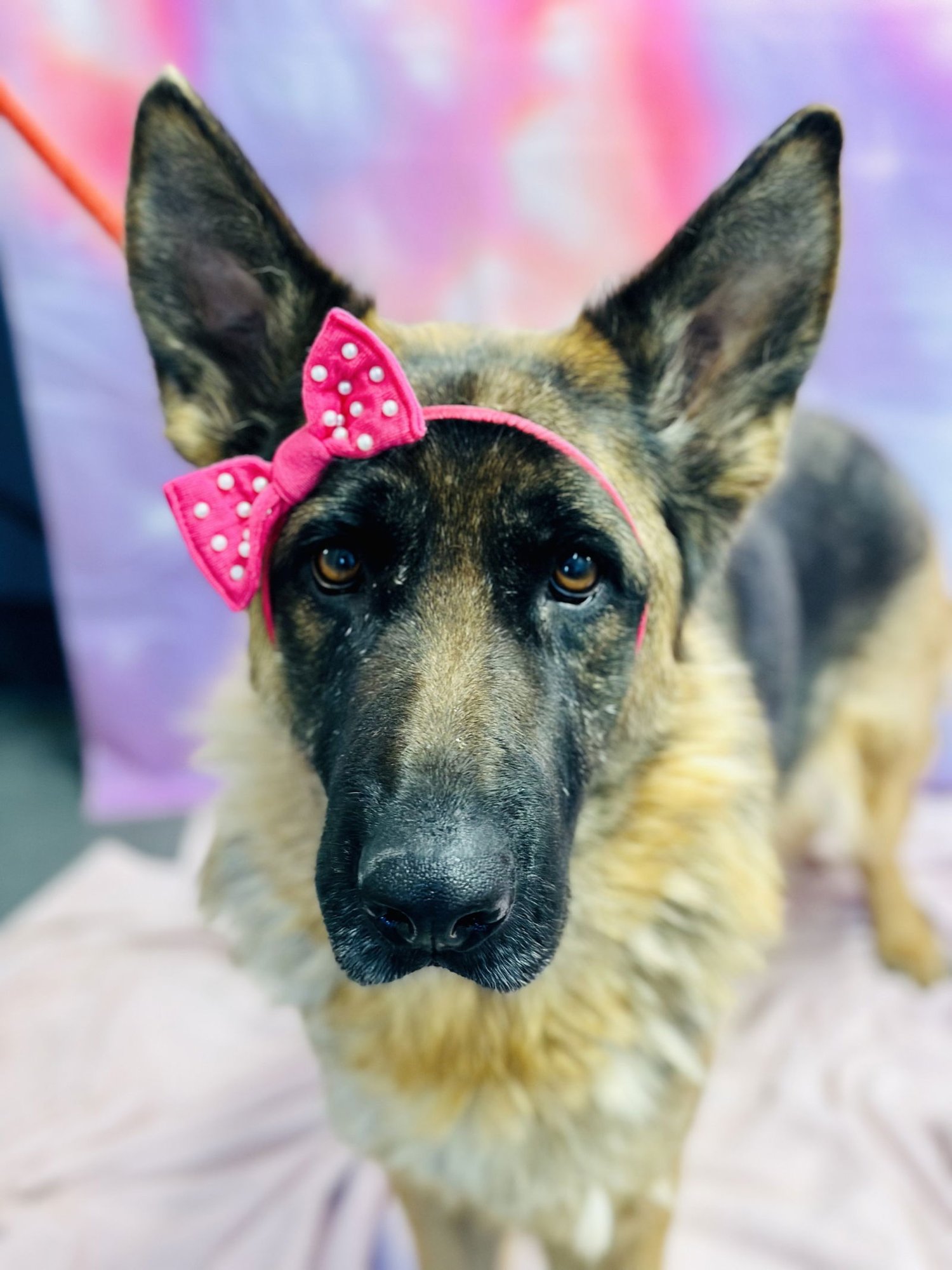 HANNAH - German Shepherd Dog available for adoption