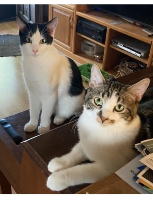 DAISY - Domestic Short Hair available for adoption