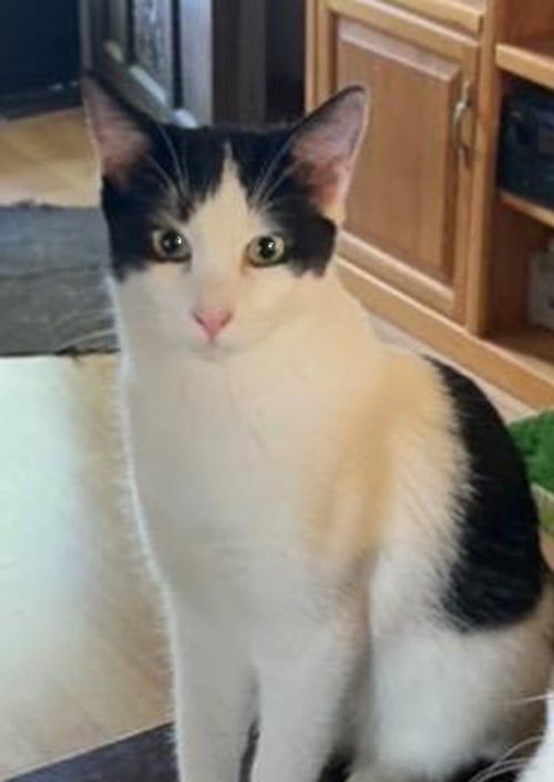 DAISY - Domestic Short Hair available for adoption