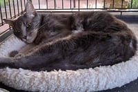 Earl Grey - Photo 1