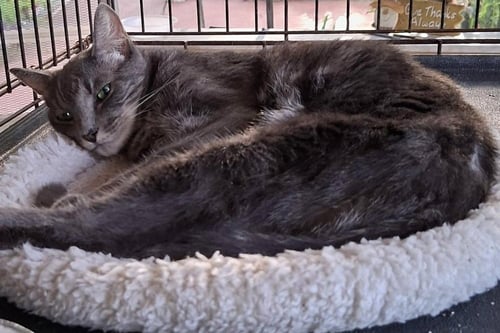 EARL GREY - Domestic Short Hair / Domestic Short Hair available for adoption
