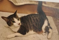 Lucy - Photo 4