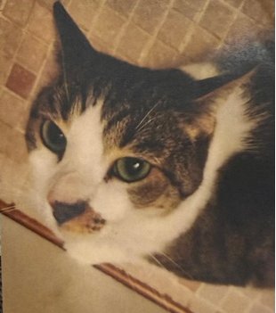 LUCY - Domestic Short Hair available for adoption