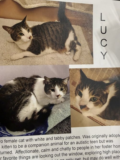 LUCY - Domestic Short Hair available for adoption