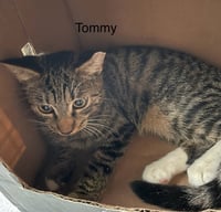 Tommy - Photo 1