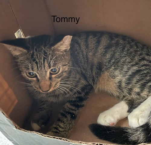 TOMMY - Domestic Short Hair available for adoption
