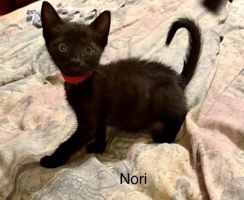 NORI - Domestic Short Hair for adoption in Clearwater
