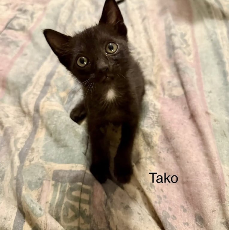 Tako Image