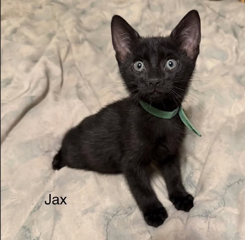 Jax Image