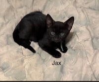 Jax - Photo 2