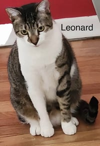 Leonard - Photo 2