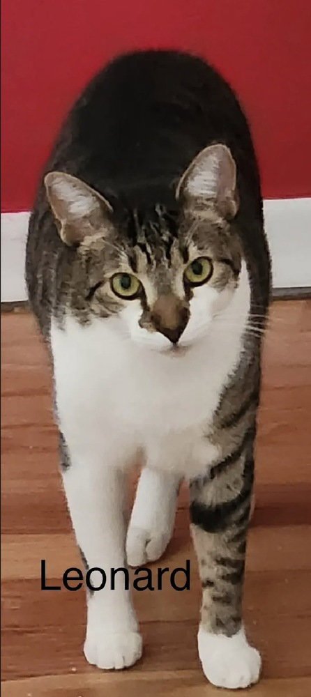 LEONARD - Domestic Short Hair available for adoption