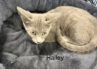 Hailey - Photo 1