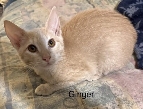 GINGER