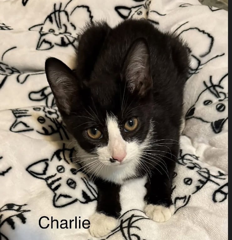 Charlie Image