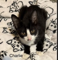 Charlie - Photo 1