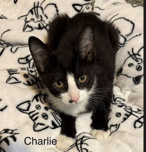 CHARLIE - Domestic Short Hair available for adoption