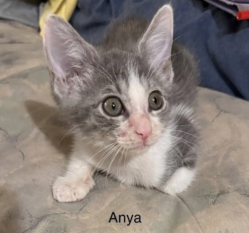 Anya Image