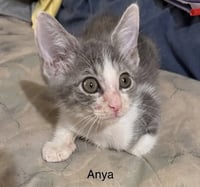 Anya - Photo 1