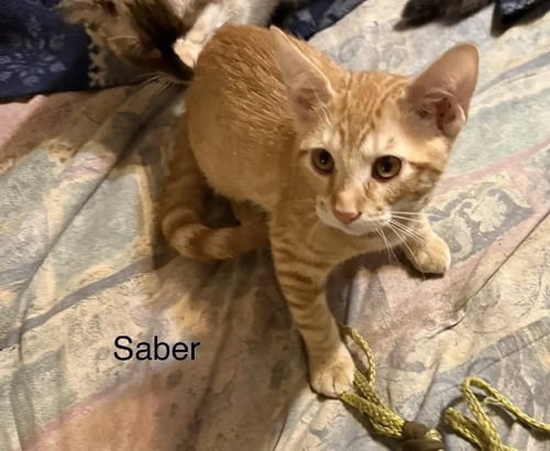SABER
