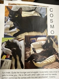 Cosmo - Photo 4