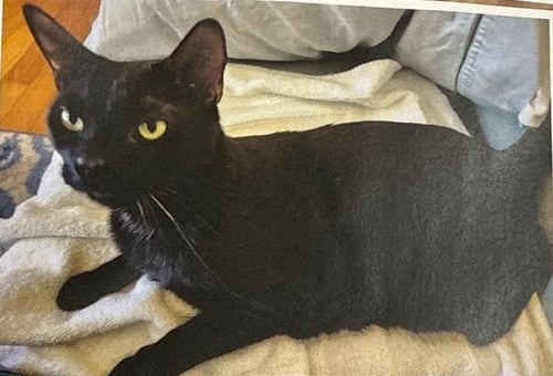 COSMO - Domestic Short Hair available for adoption