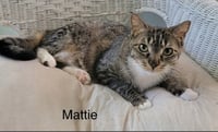 Mattie - Photo 1