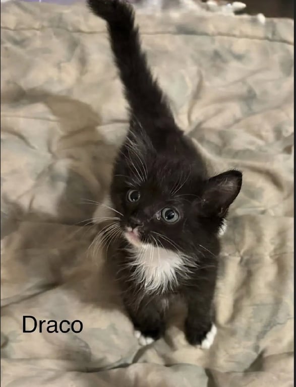 Draco Image